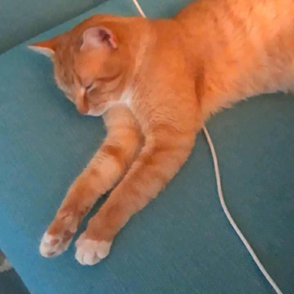 Save the cats